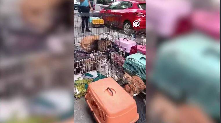 Dükkanda 85 kediyi alıkoydu rekor ceza yedi 14